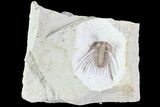 Kettneraspis Trilobite - Black Cat Mountain, Oklahoma #76392-1